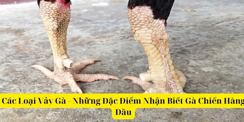 Các Loại Vảy Gà - Những Điểm Nhận Biết Gà Chiến Hàng Đầu