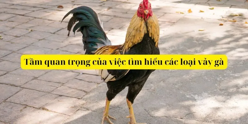 Tầm quan trọng của việc tìm hiểu các loại vảy gà