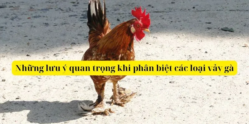 Những lưu ý quan trọng khi phân biệt các loại vảy gà