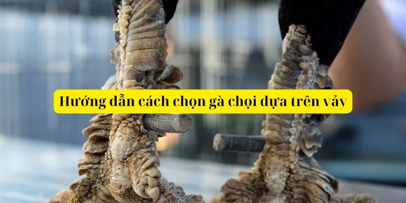 Hướng dẫn cách chọn gà chọi dựa trên vảy