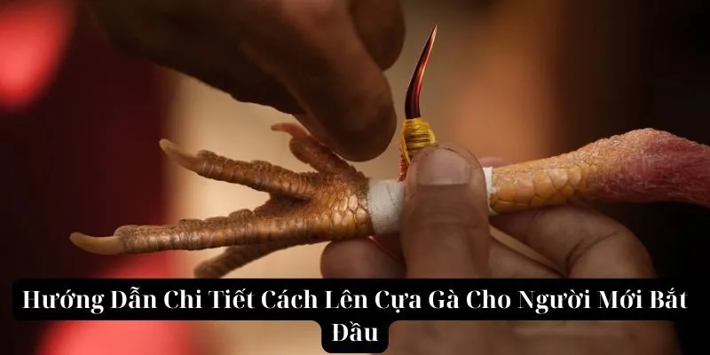 Hướng Dẫn Chi Tiết Cách Lên Cựa Gà Cho Người Mới Bắt Đầu