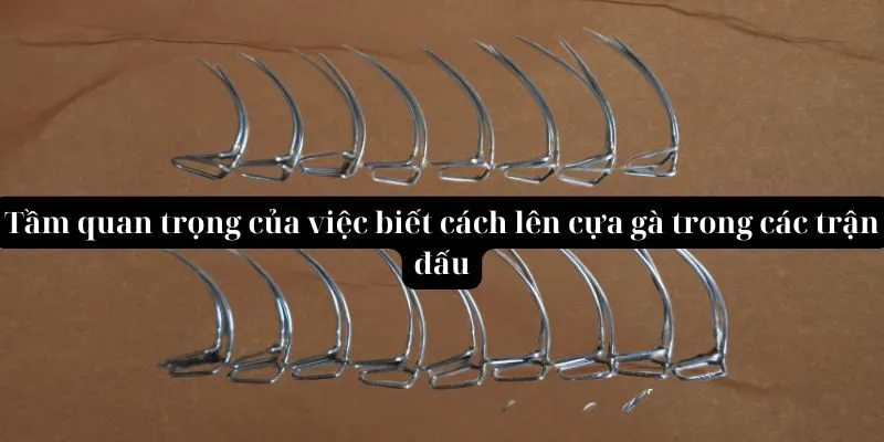 Tầm quan trọng của việc biết cách lên cựa gà trong các trận đấu