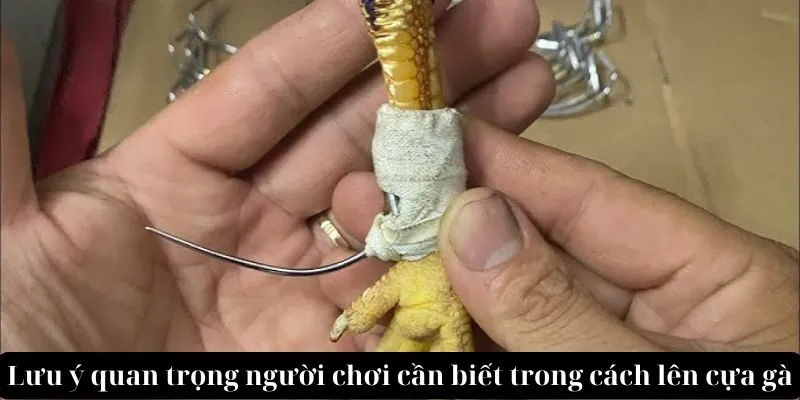 Lưu ý quan trọng người chơi cần biết trong cách lên cựa gà