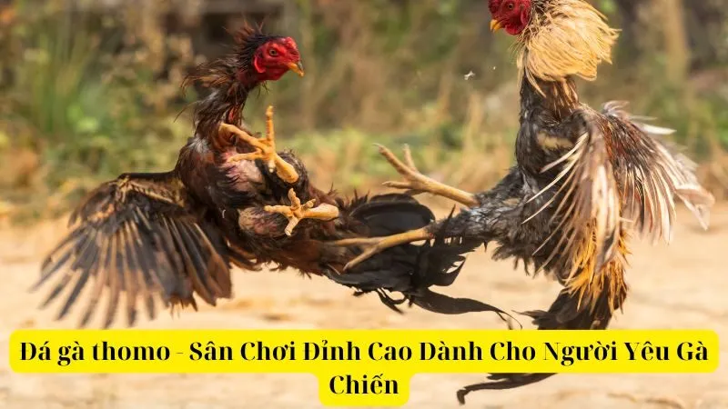 Đá gà thomo - Sân Chơi Đỉnh Cao Cho Người Yêu Gà Chiến