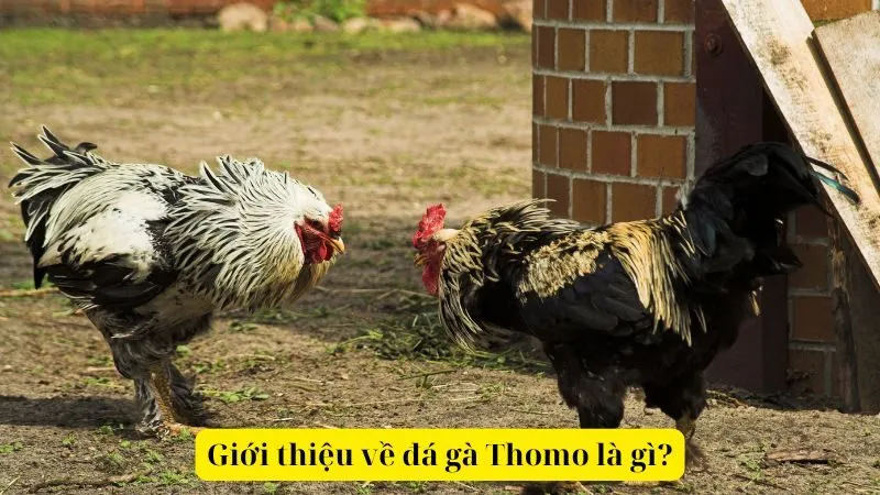 Giới thiệu về đá gà Thomo là gì?