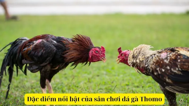 Đặc điểm nổi bật của sân chơi đá gà Thomo