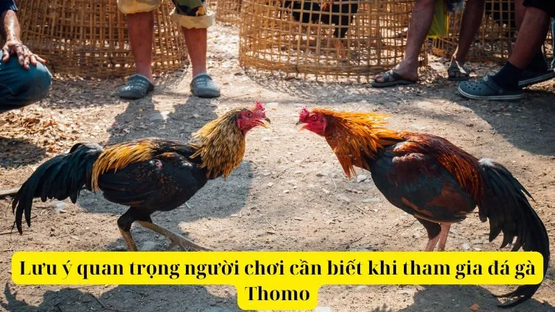 Lưu ý quan trọng người chơi cần biết khi tham gia đá gà Thomo