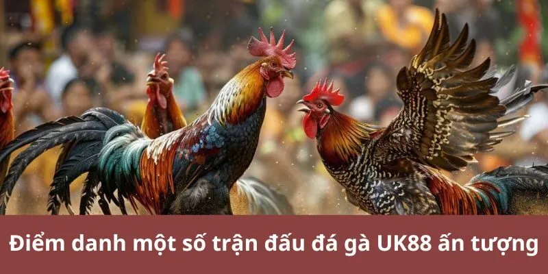 Điểm danh một số trận đấu đá gà UK88 ấn tượng