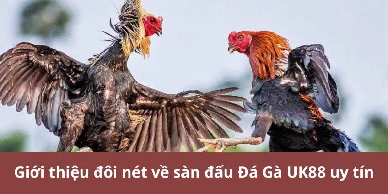 Giới thiệu đôi nét về sàn đấu Đá Gà UK88 uy tín