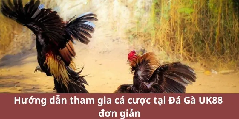 Hướng dẫn tham gia cá cược tại Đá Gà UK88 đơn giản